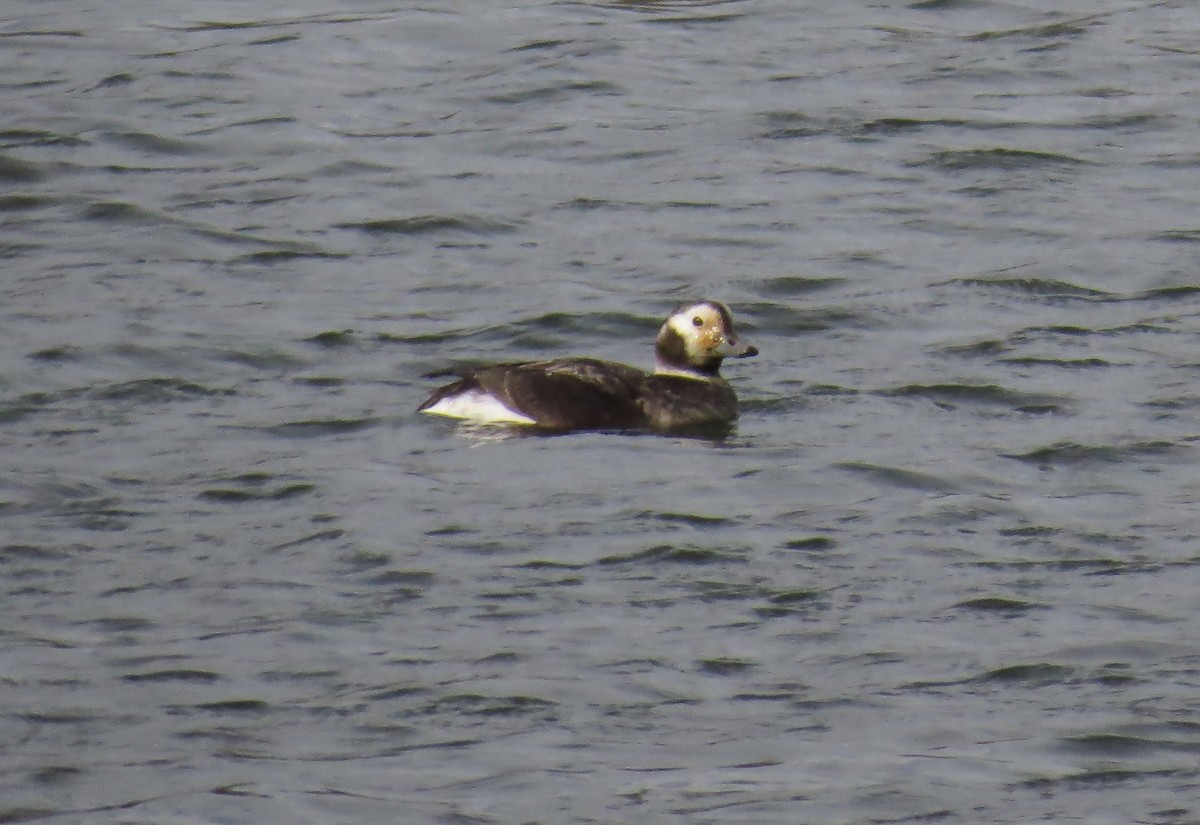 Long-tailed Duck - ML616474218