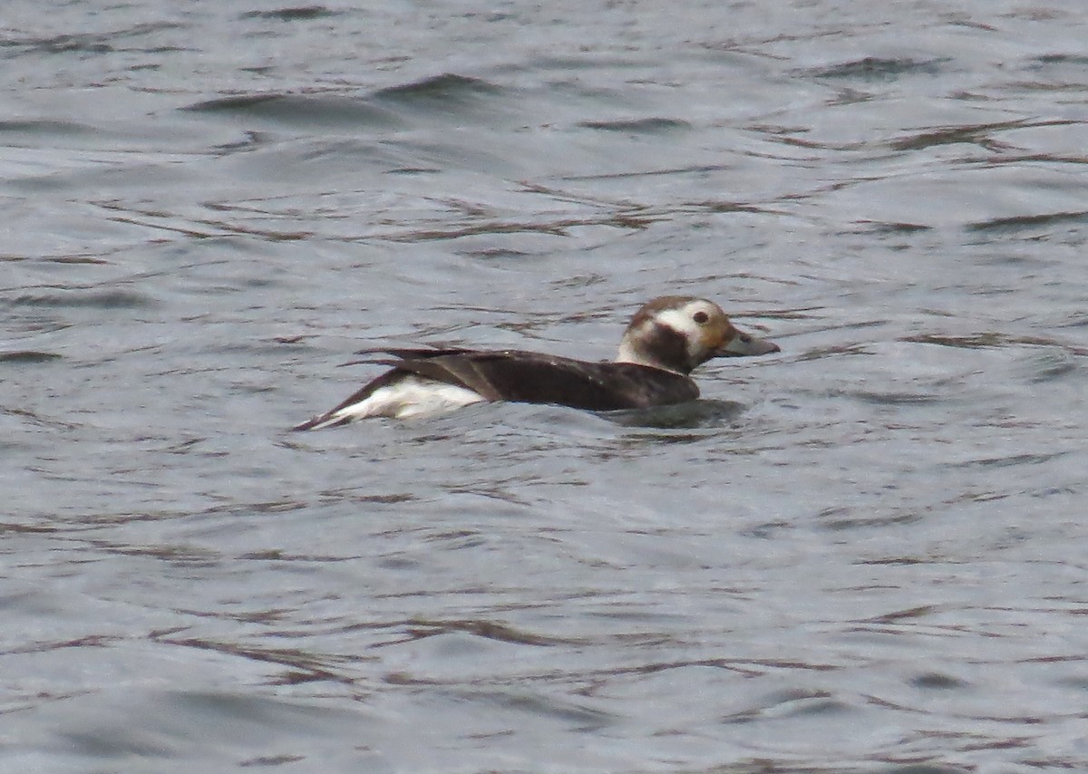 Long-tailed Duck - ML616474219