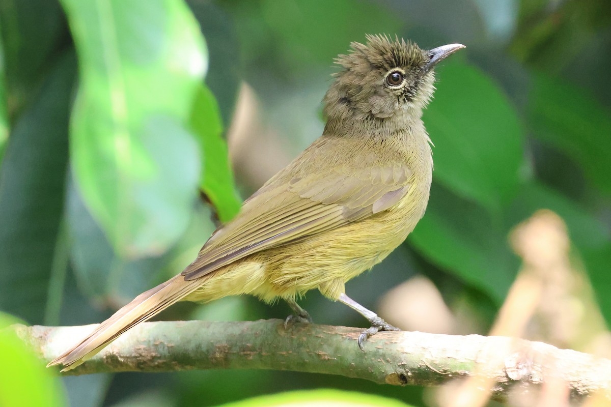 Bulbul gracile - ML616474229