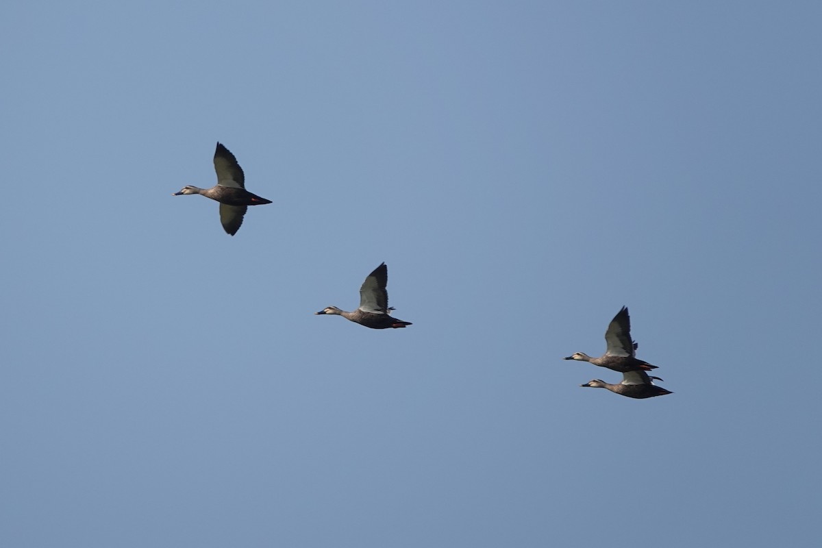 Eastern Spot-billed Duck - ML616474315