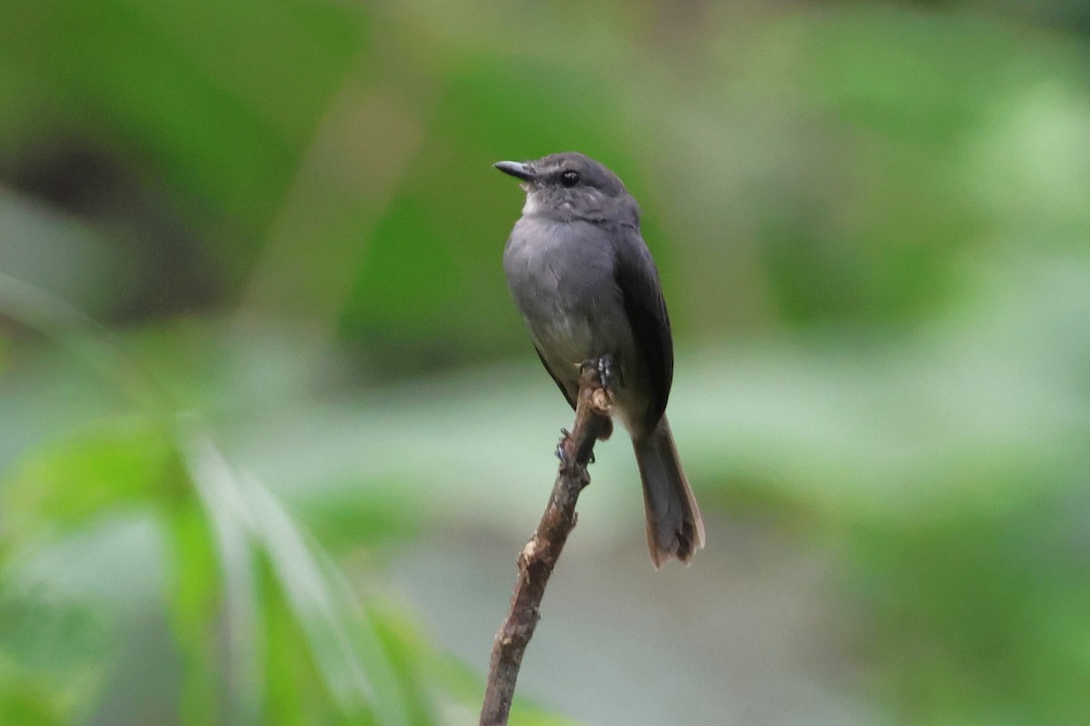 Dusky-blue Flycatcher - ML616474346