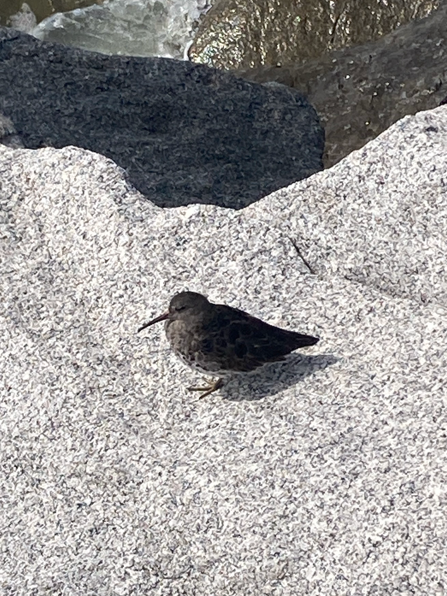 Purple Sandpiper - ML616474374