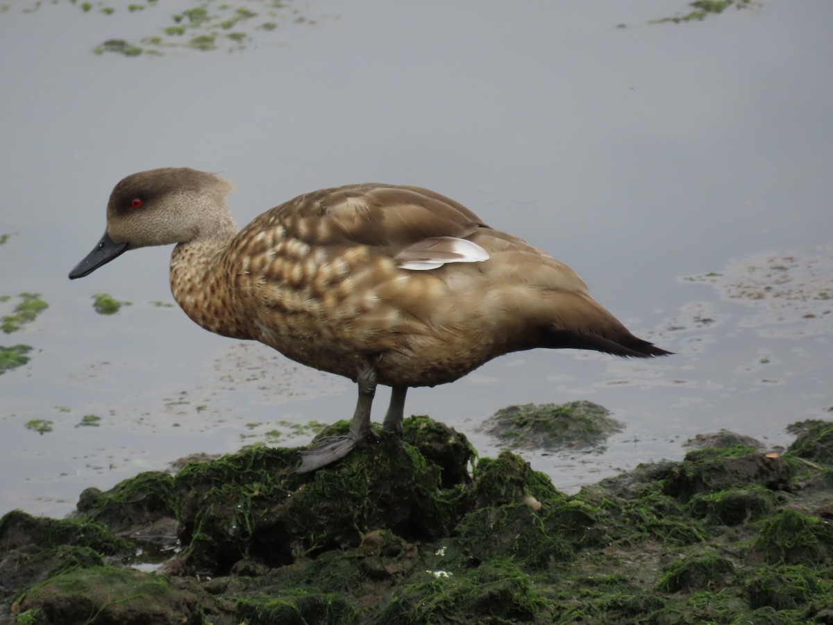 Crested Duck - ML616474383