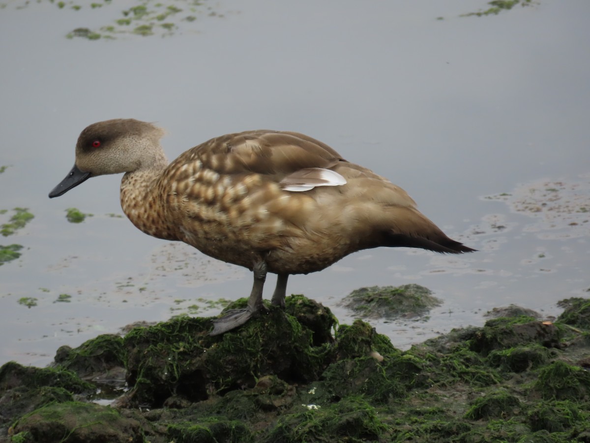 Canard huppé - ML616474383