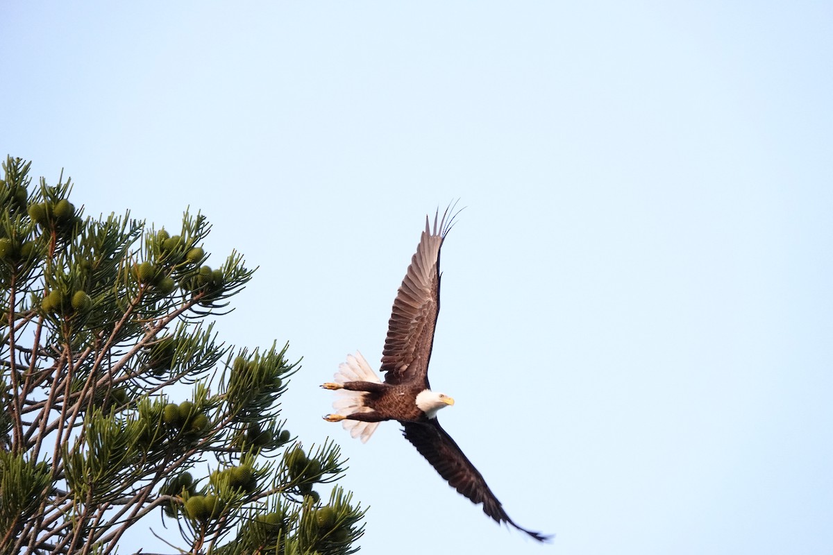 Weißkopf-Seeadler - ML616474386