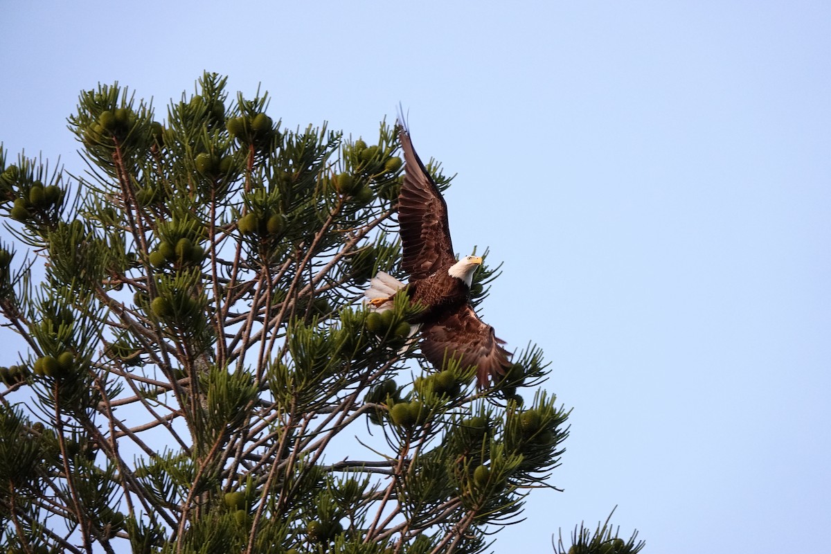 Bald Eagle - ML616474388