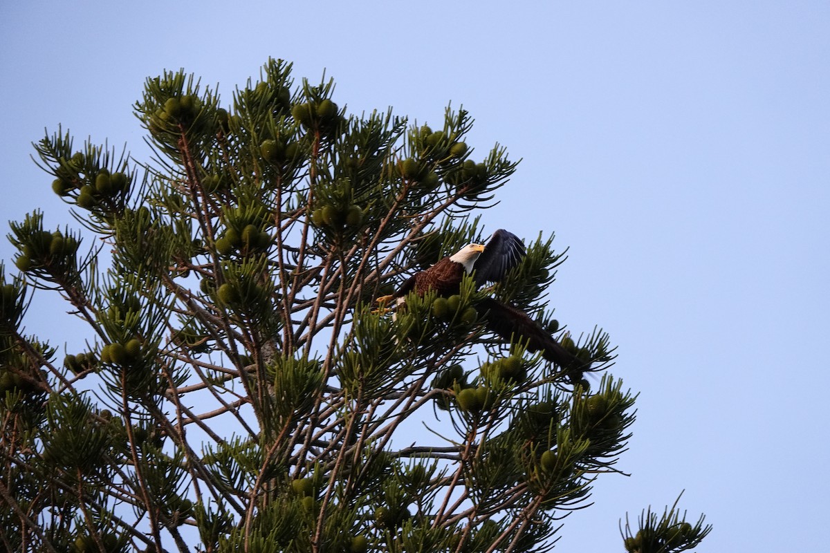 Bald Eagle - David Rubenstein