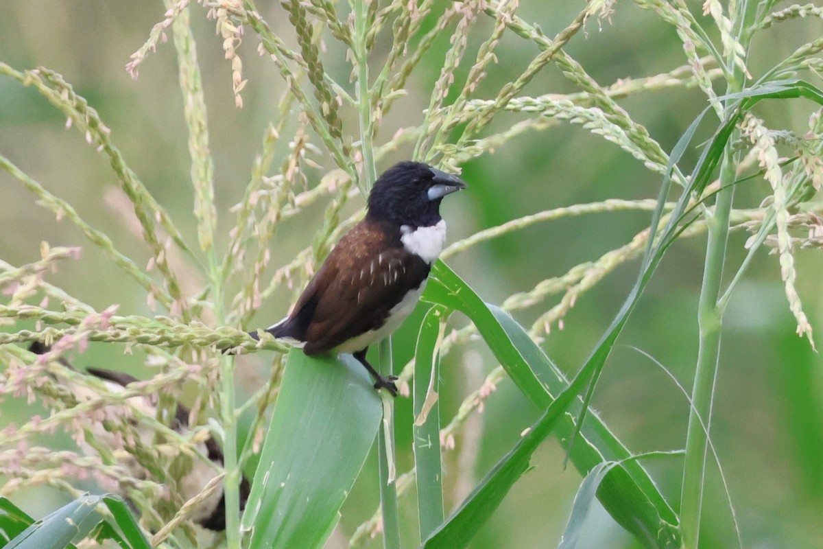 Magpie Mannikin - ML616474392