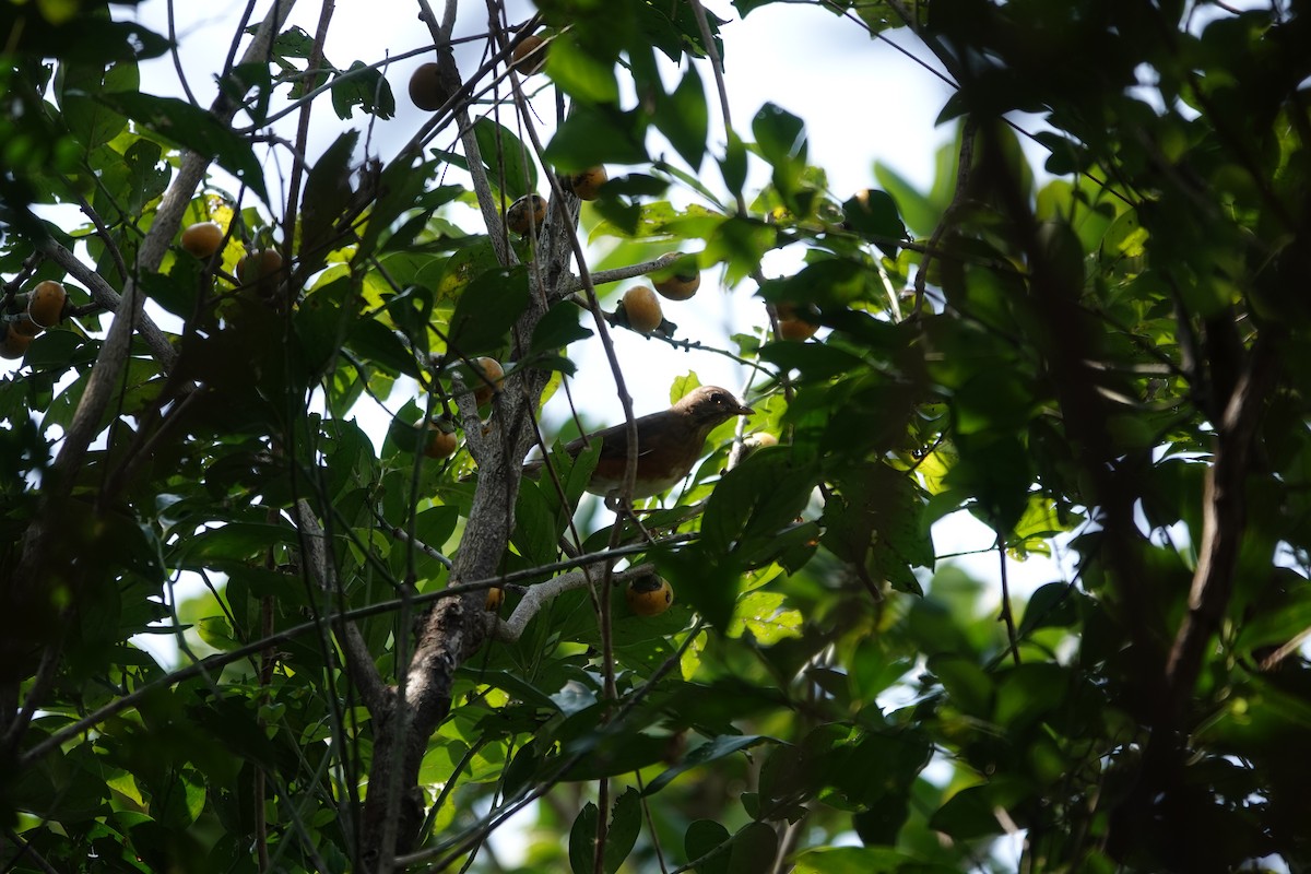 Brown-headed Thrush - Ronald de Mol