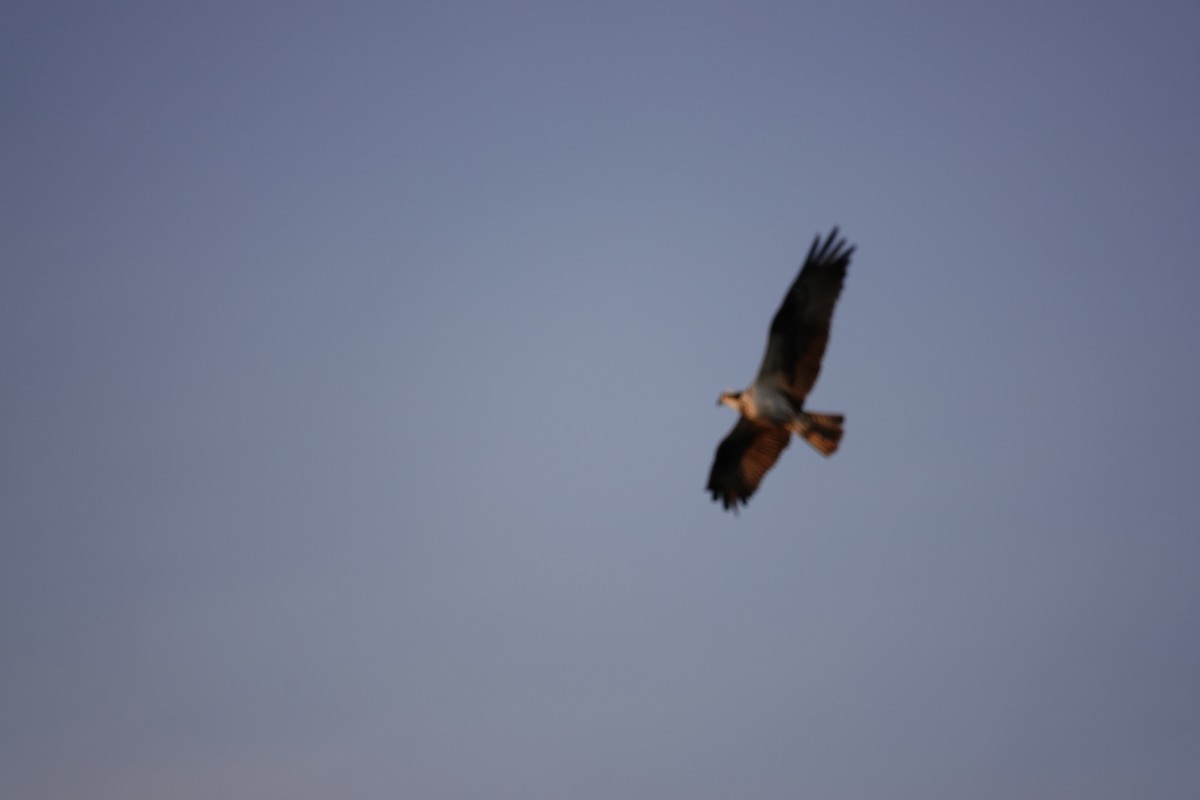 Águila Pescadora - ML616474397