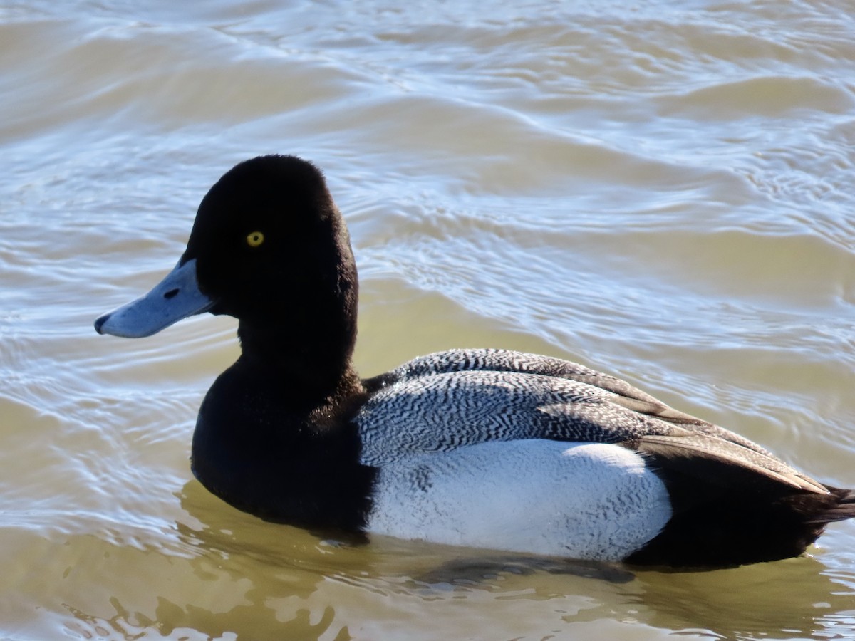 Lesser Scaup - Marcy Harrison