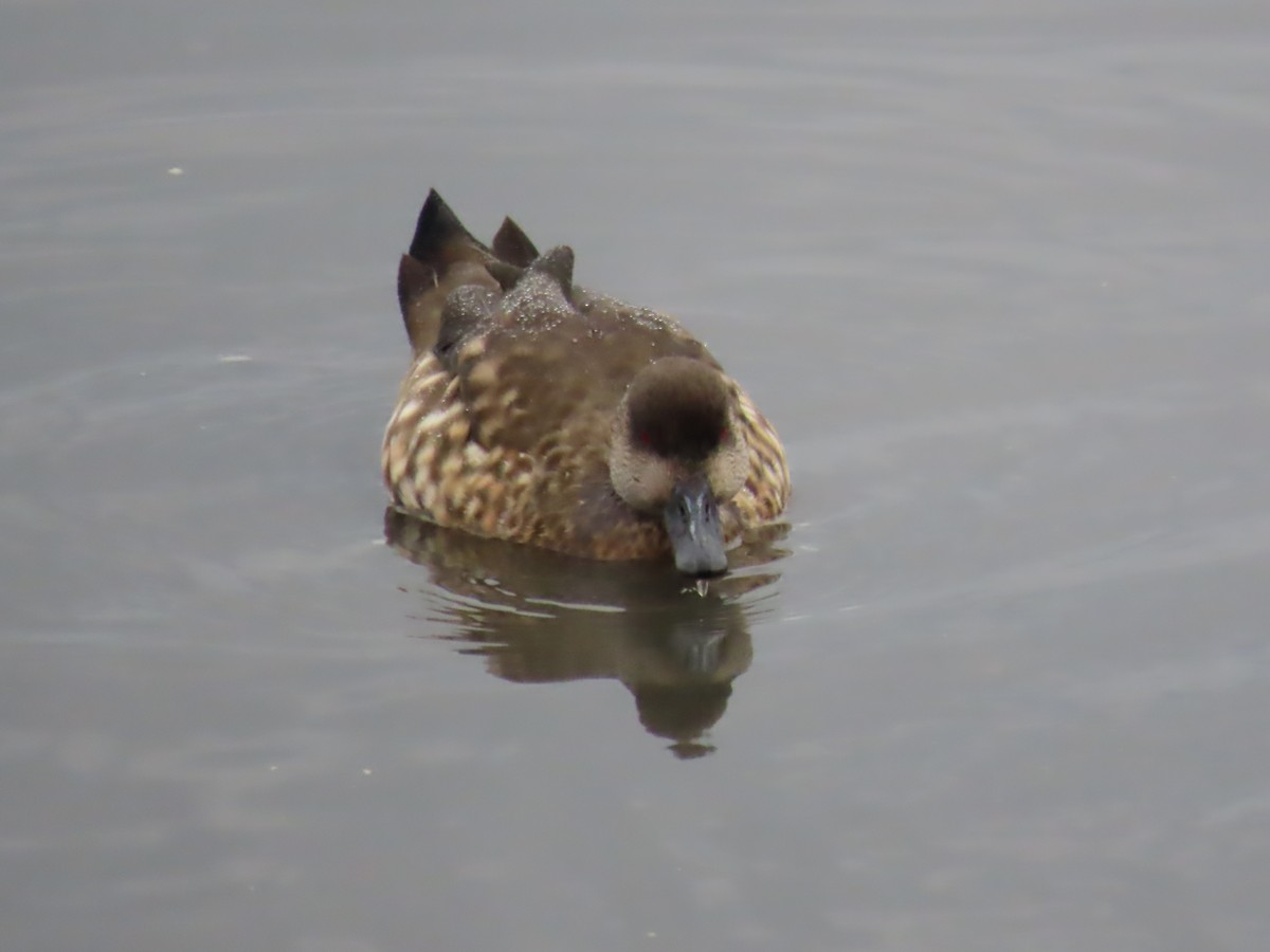 Crested Duck - ML616474403