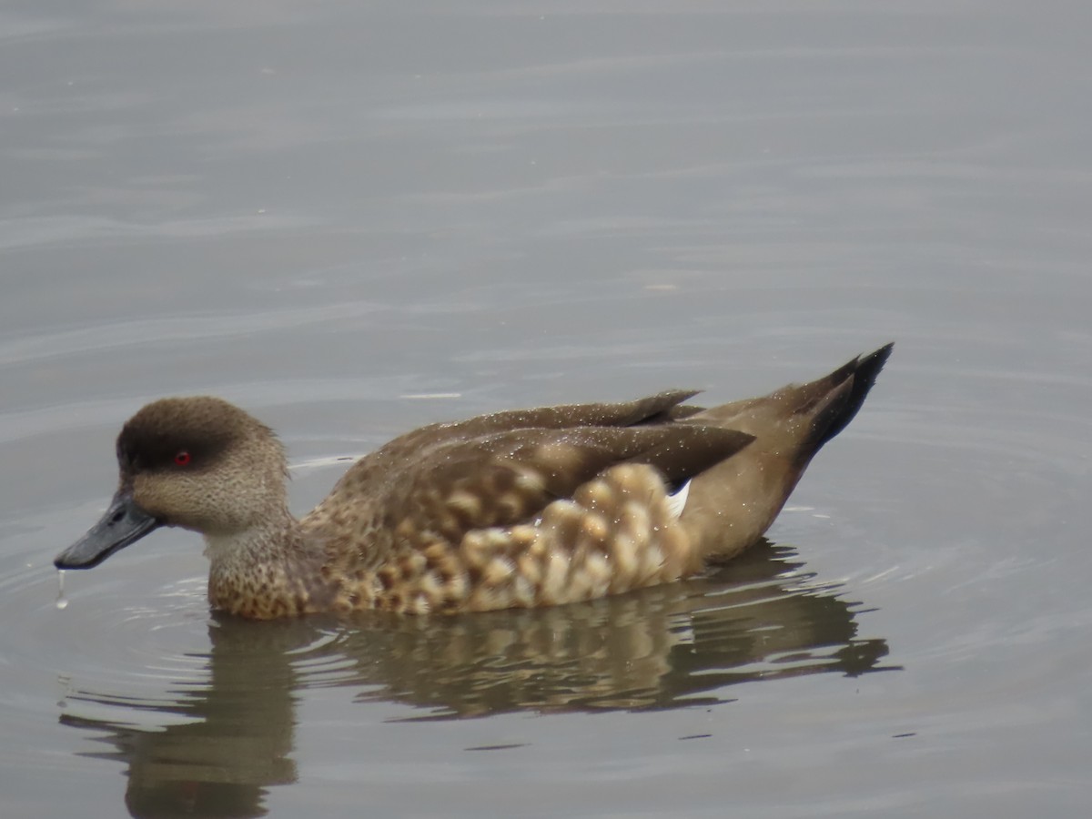Crested Duck - ML616474404