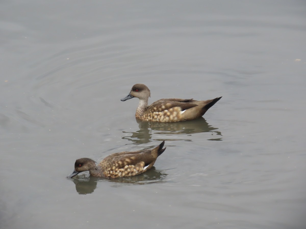 Crested Duck - ML616474407