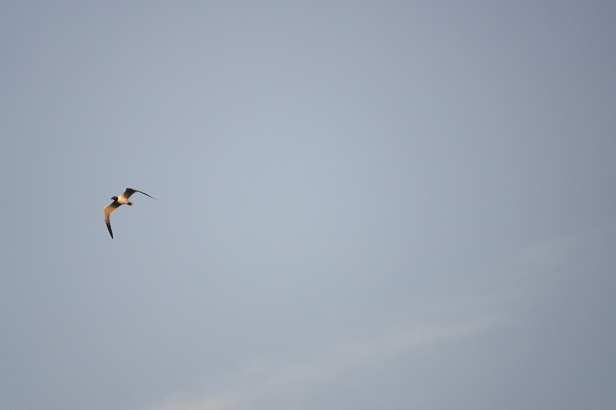 Mouette atricille - ML616474408