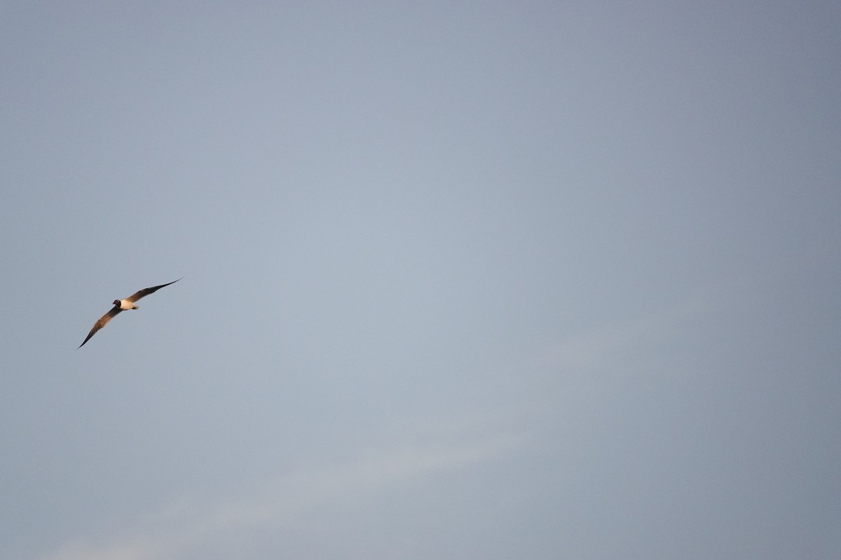 Laughing Gull - ML616474409