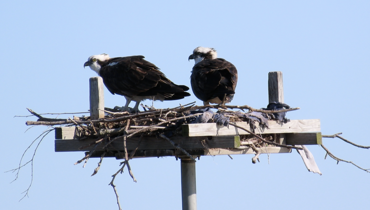 Osprey - ML616474413