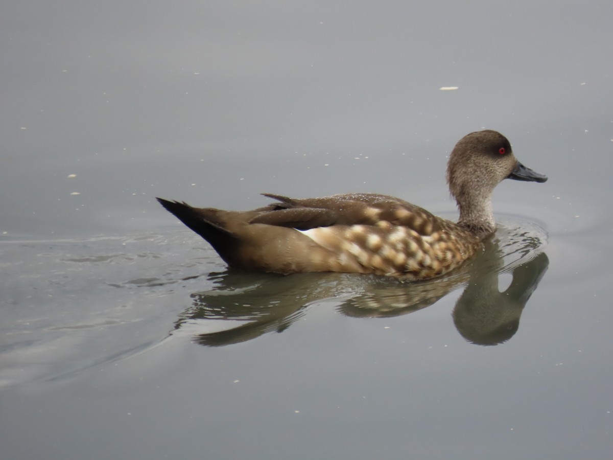 Crested Duck - ML616474417