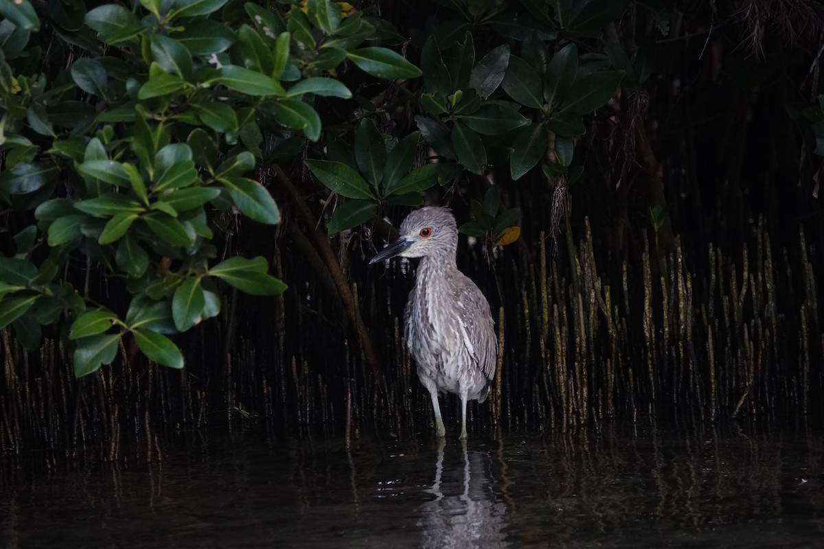 Yellow-crowned Night Heron - David Rubenstein