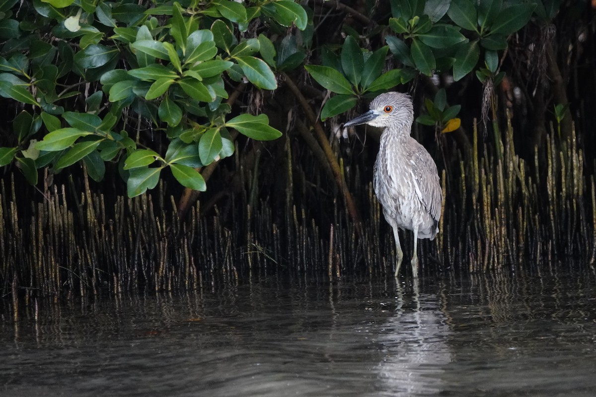 Yellow-crowned Night Heron - David Rubenstein