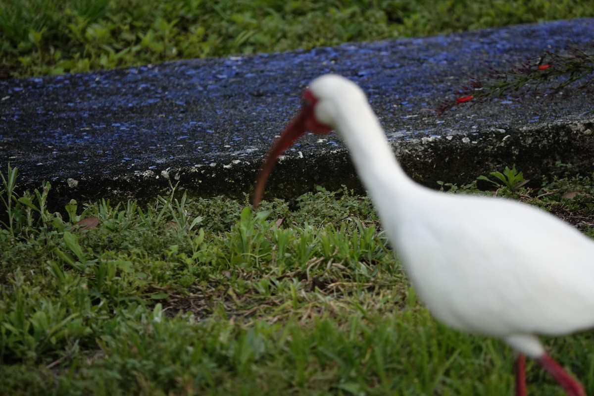 Ibis blanc - ML616474430