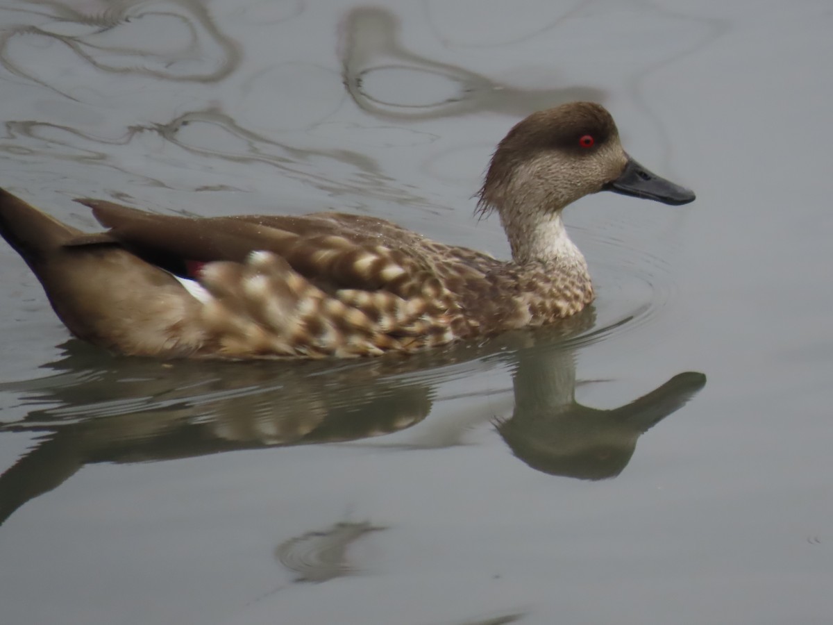 Crested Duck - ML616474438