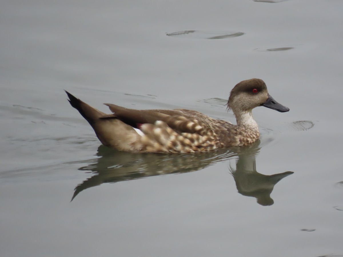 Crested Duck - ML616474451