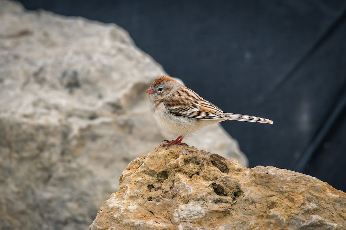 Field Sparrow - ML616474586