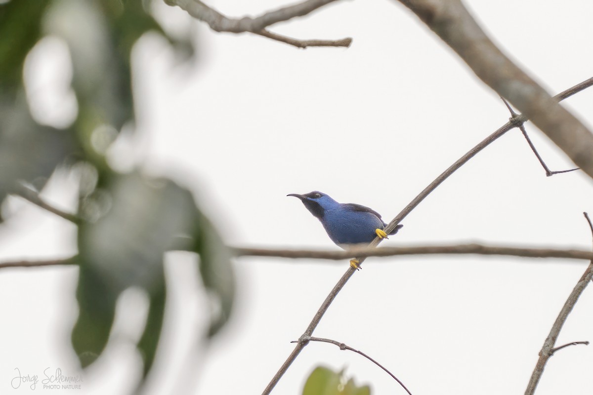 Mielerito Cerúleo - ML616474607