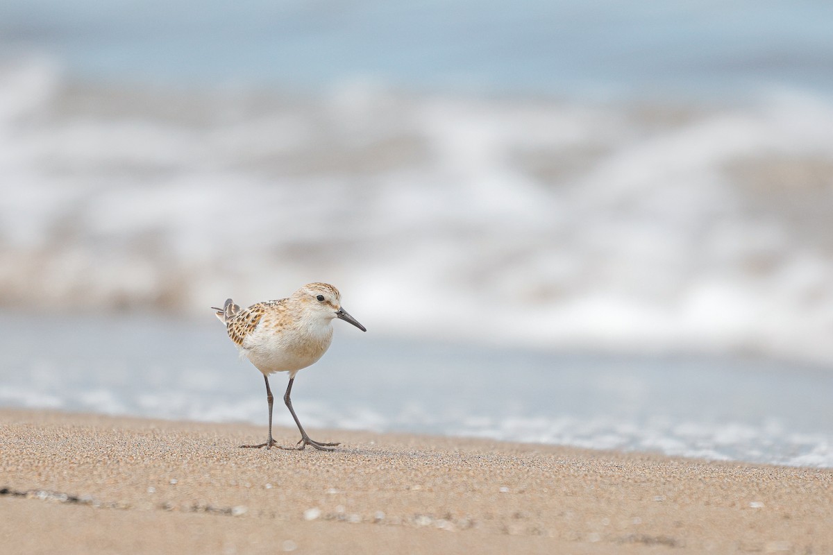 Little Stint - ML616474611