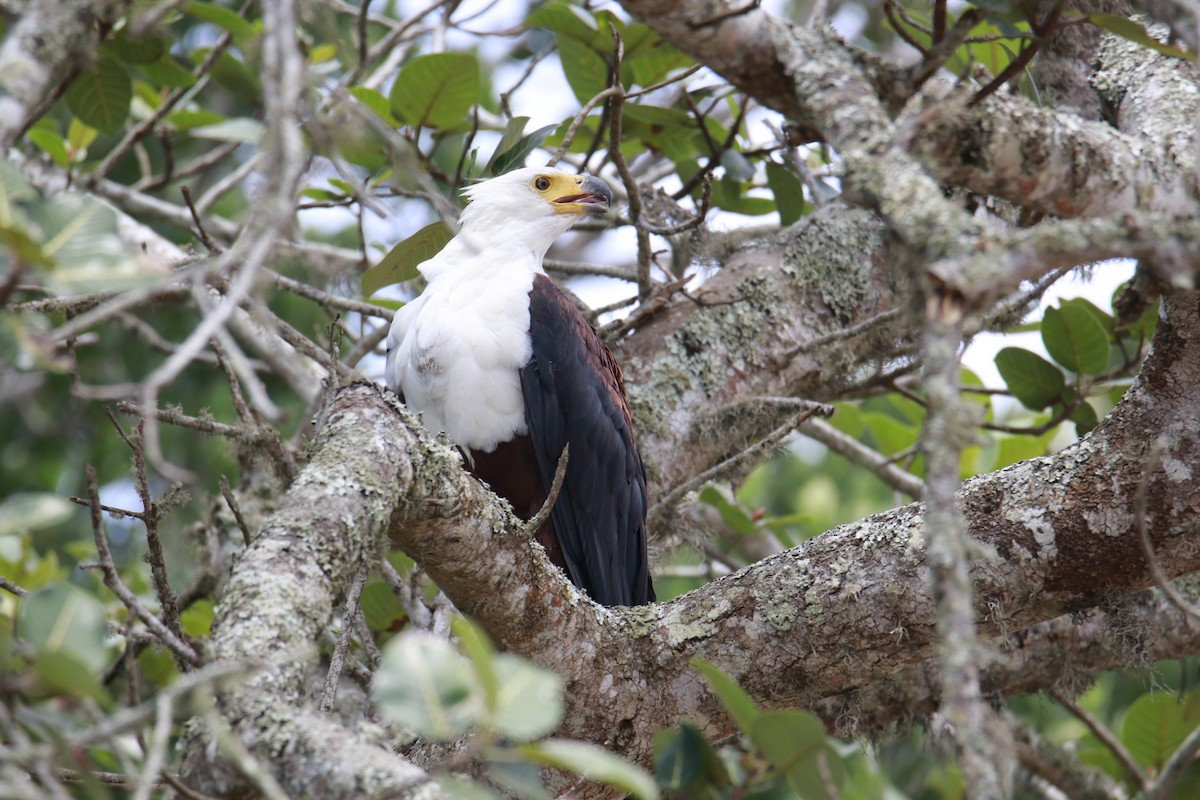 African Fish-Eagle - ML616474640