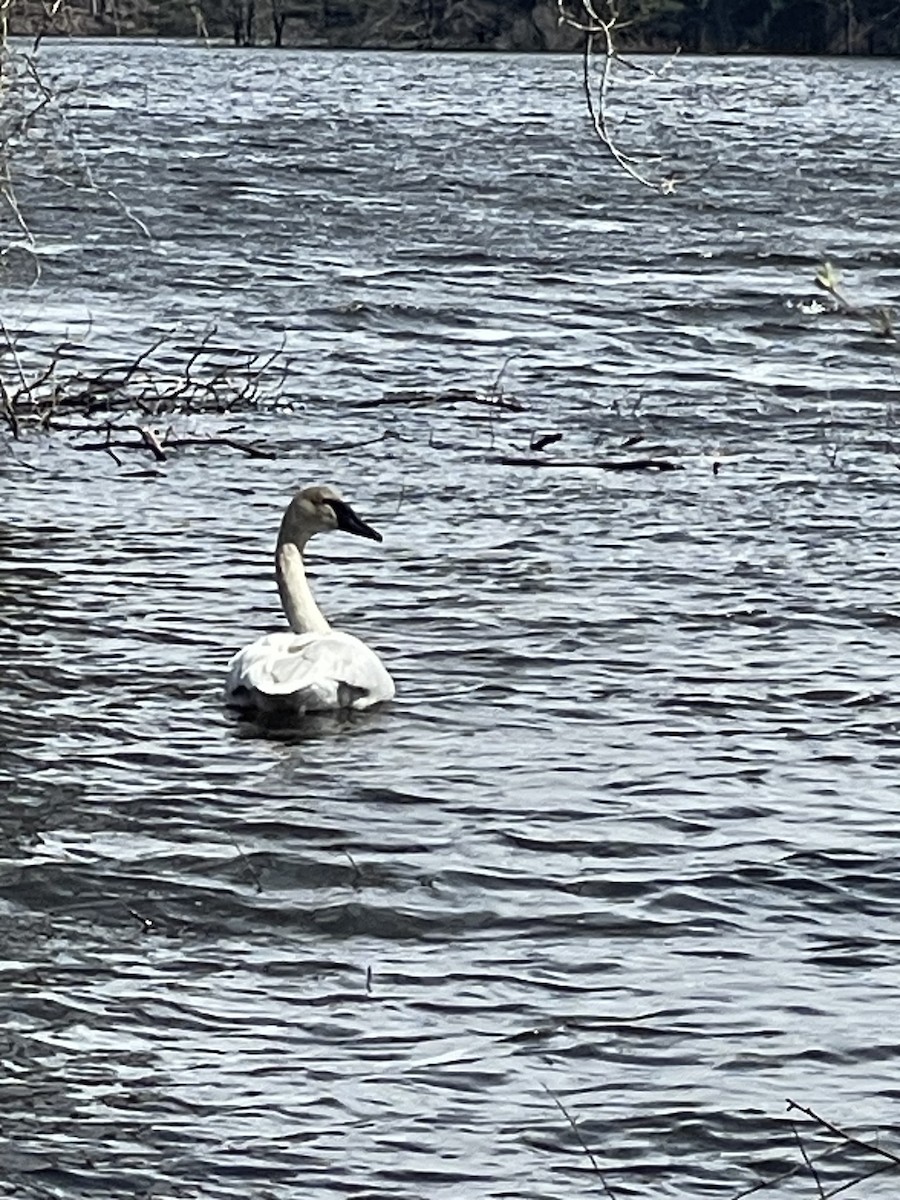 Trumpeter Swan - Kathleen Knecht