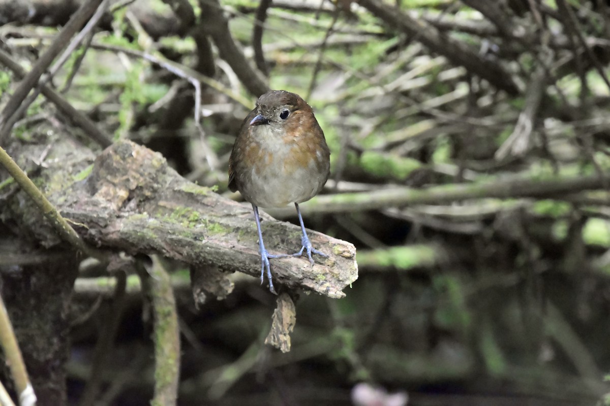 Brown-banded Antpitta - Kendell Loyd