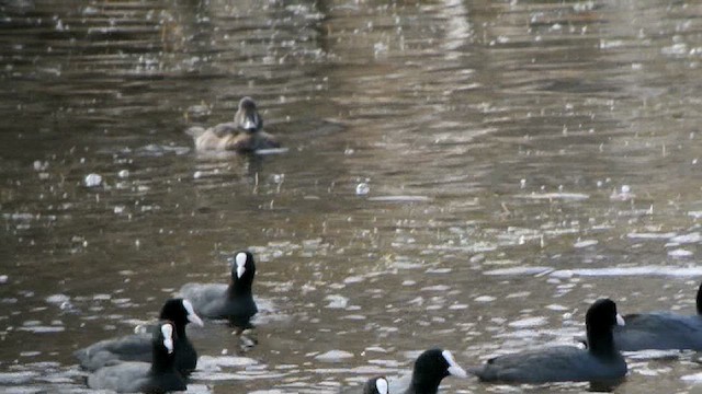 Ring-necked Duck - ML616474774