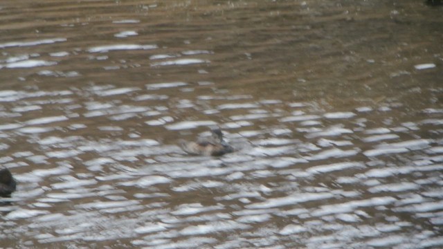 Halkalı Patka - ML616474775