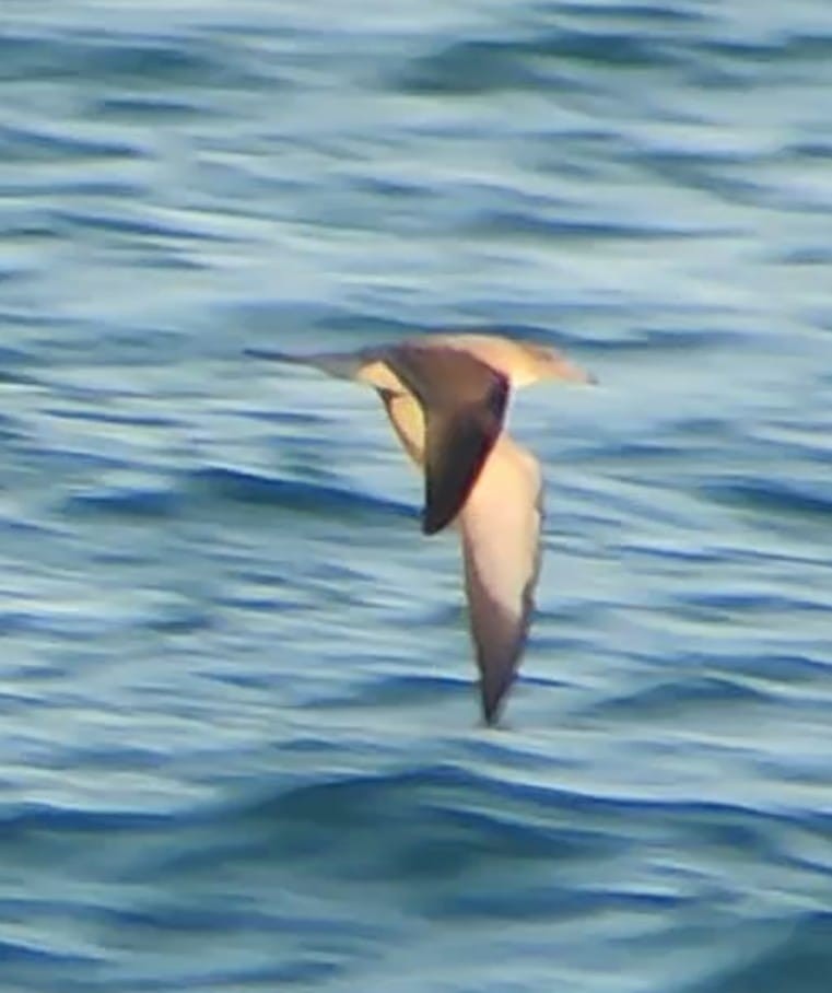 Cory's Shearwater (borealis) - ML616474814