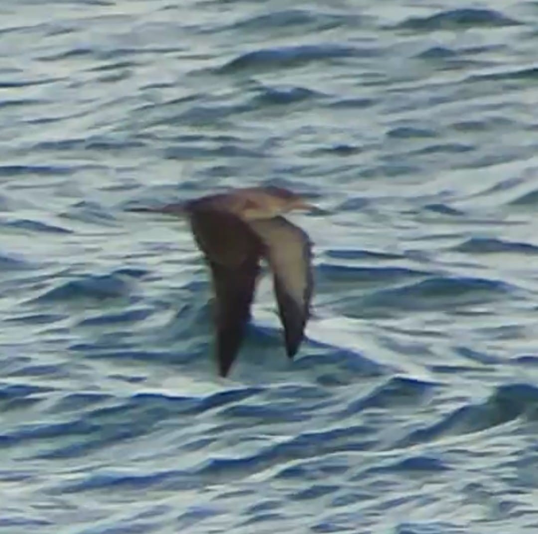 Cory's Shearwater (borealis) - ML616474817