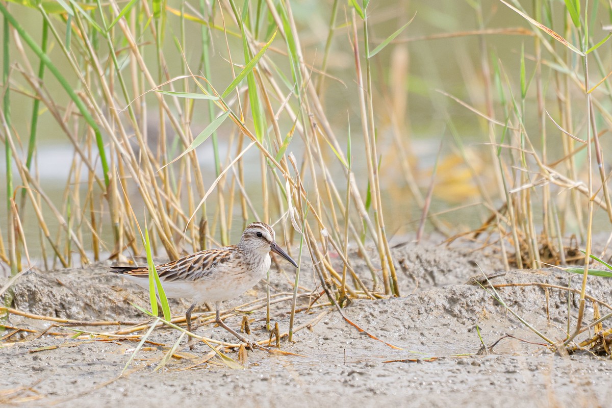 Broad-billed Sandpiper - ML616474827