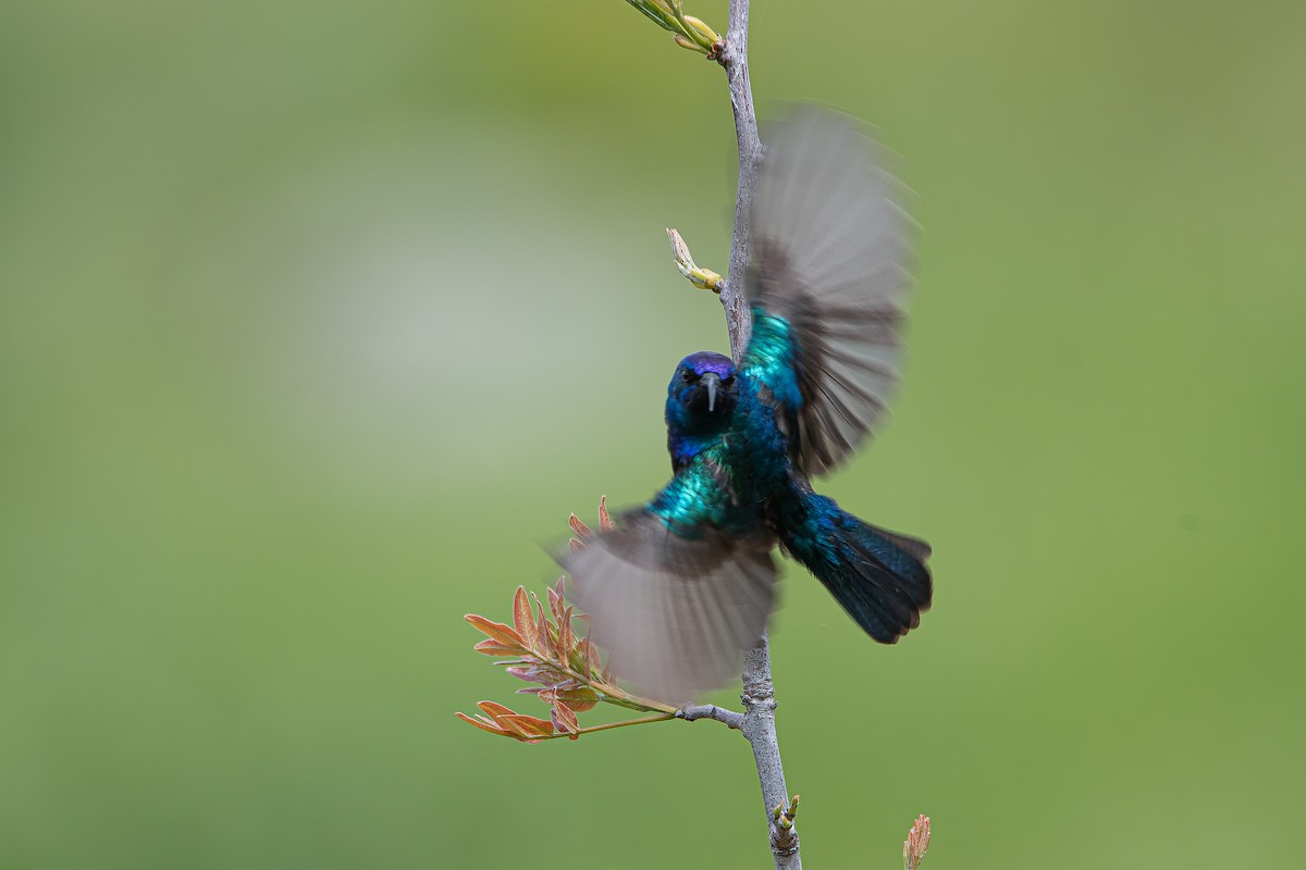 Palestine Sunbird (Palestine) - ML616474836