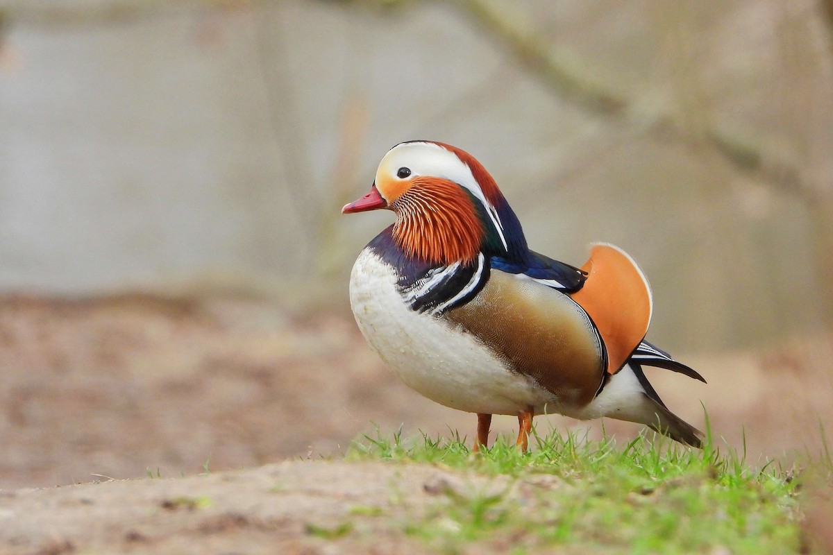 Canard mandarin - ML616474845