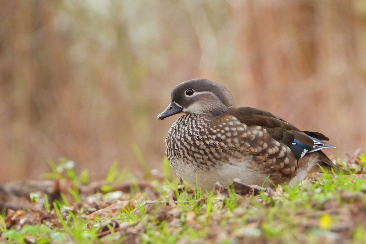 Mandarin Duck - ML616474846