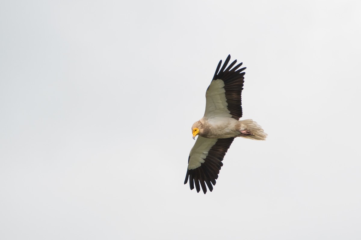 Egyptian Vulture - ML616474861