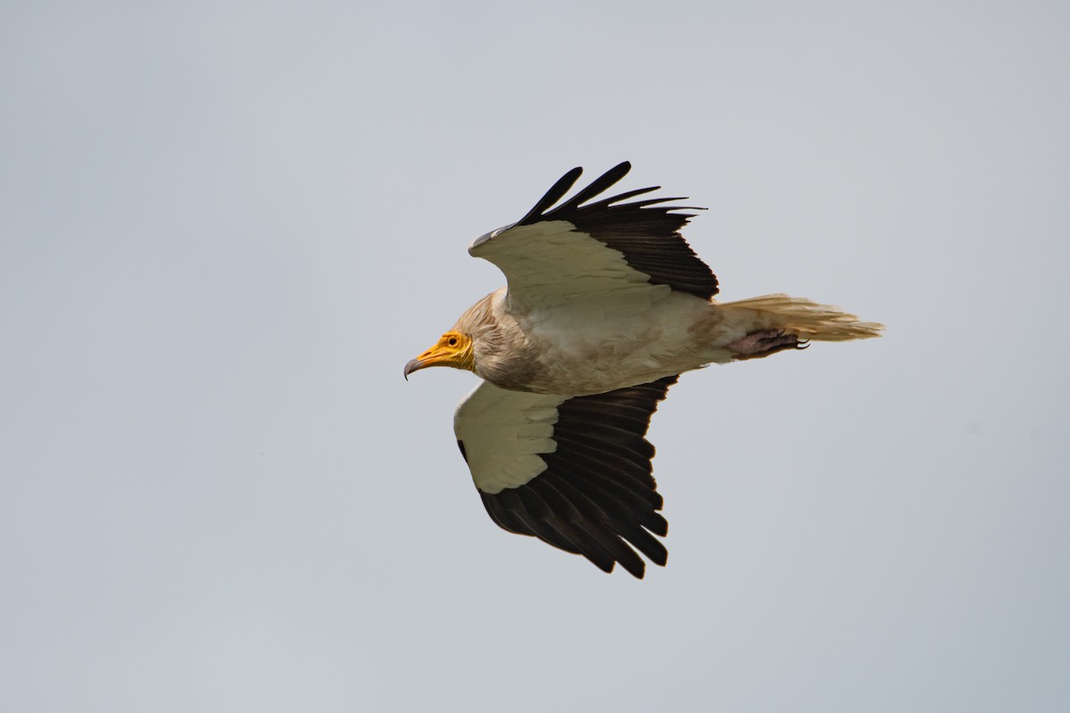 Egyptian Vulture - ML616474862