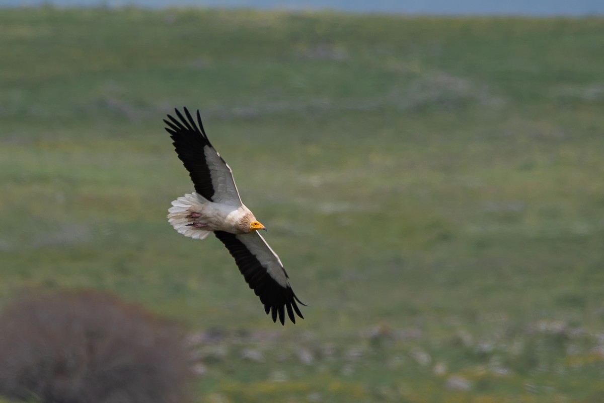 Egyptian Vulture - ML616474864