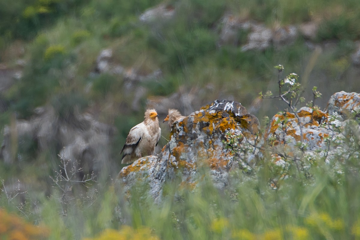 Egyptian Vulture - ML616474866