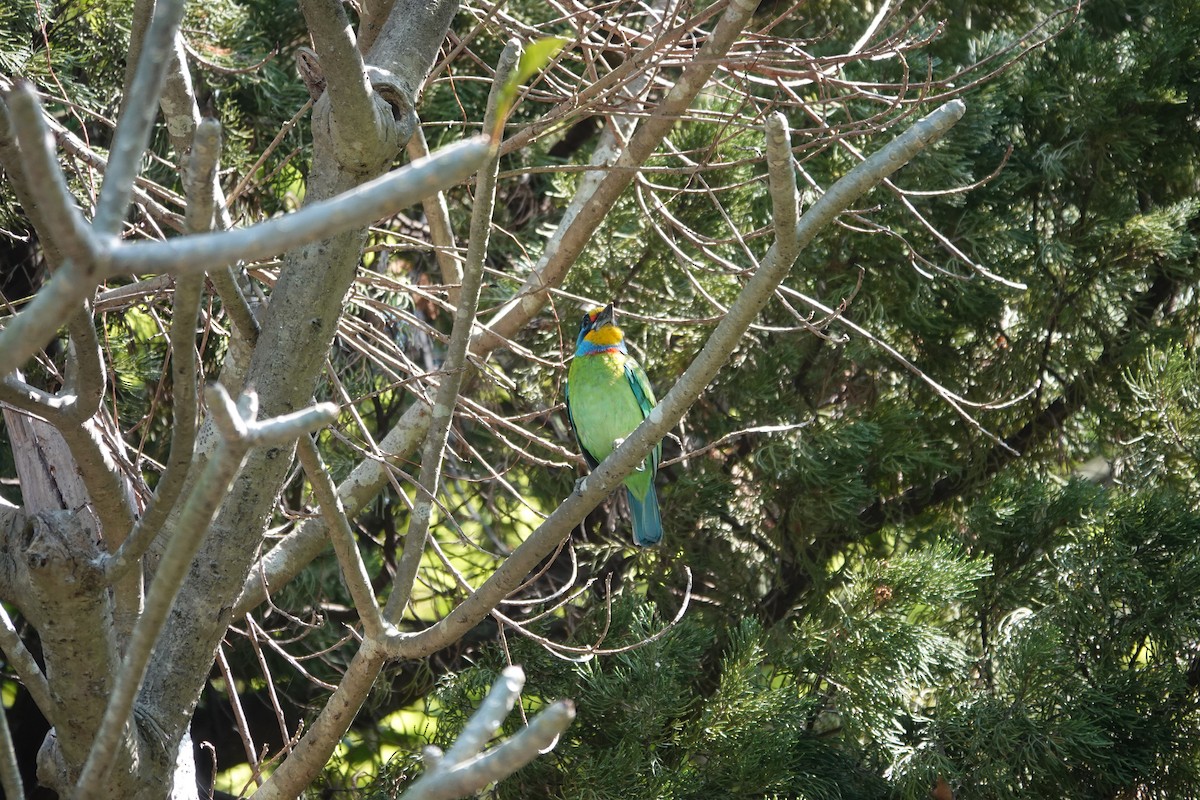 Taiwan Barbet - Ronald de Mol