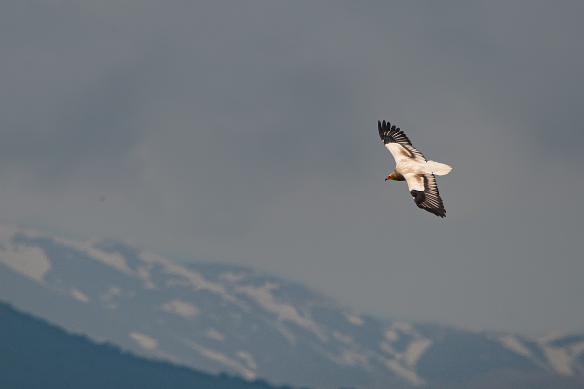 Egyptian Vulture - ML616474873