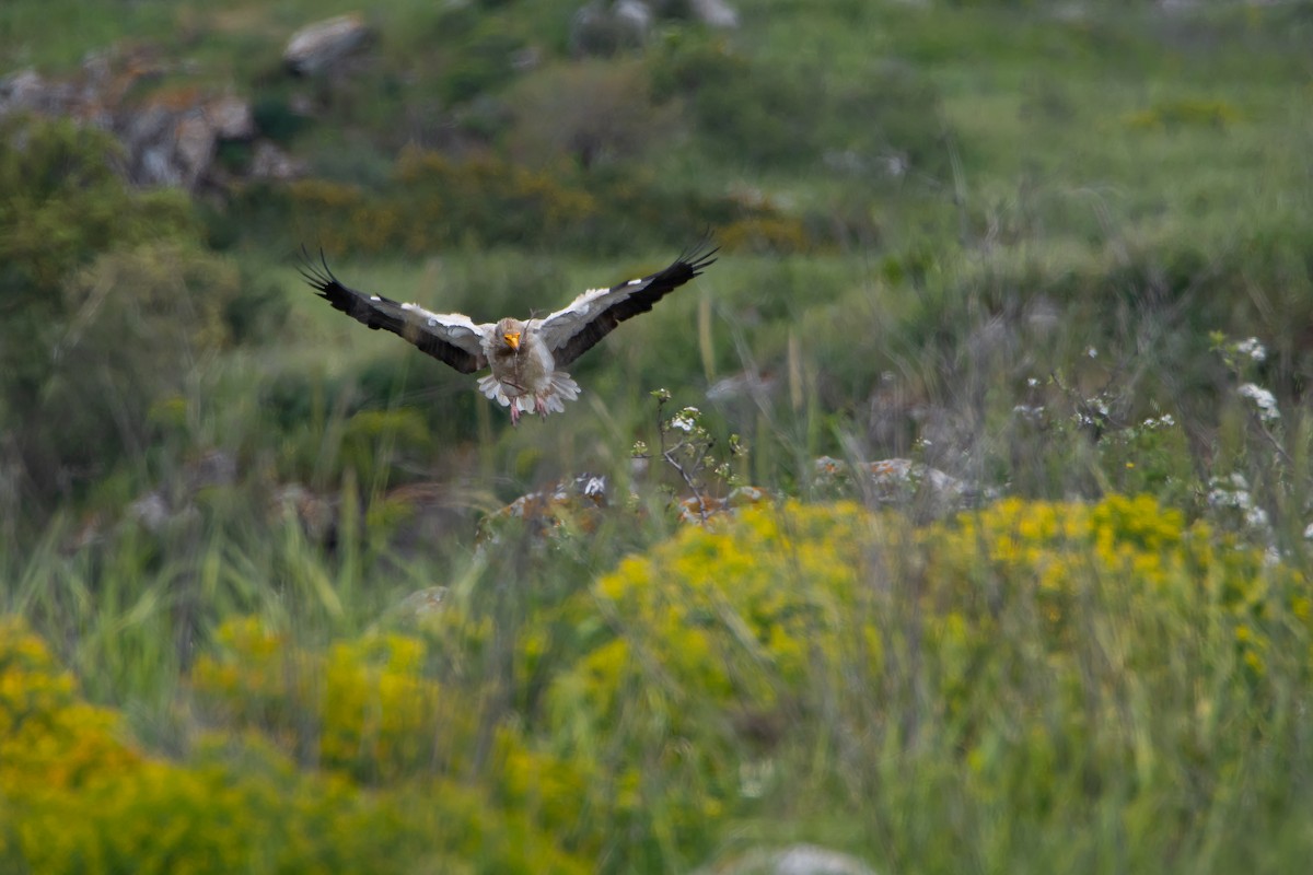 Egyptian Vulture - ML616474874