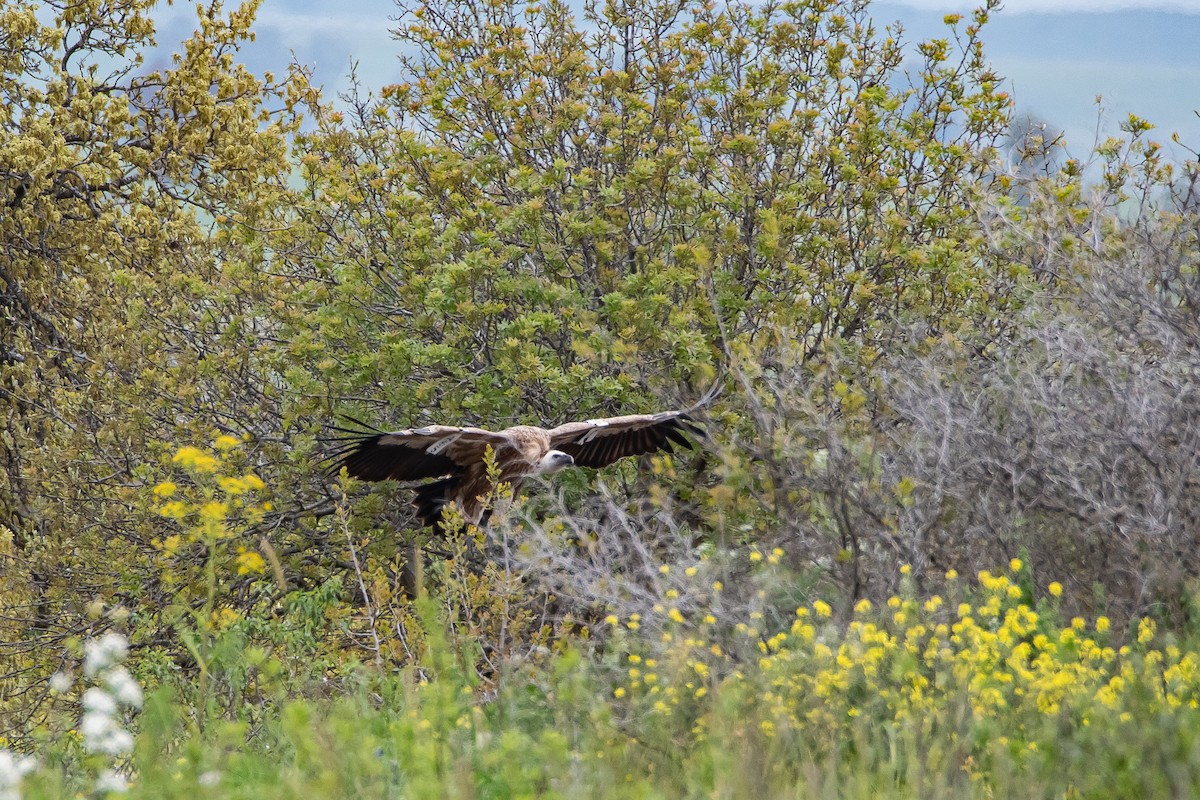 Eurasian Griffon - ML616474880