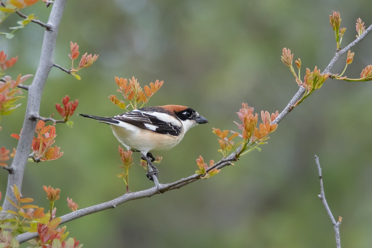 Woodchat Shrike - ML616474911